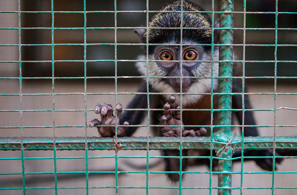 Our vision is a world where animals live free from cruelty and suffering