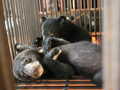 A young bear looks out sadly from a small metal cage in a dimly lit room. Sunlight streams in through a window.