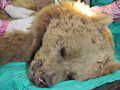 Veterinarians in green scrubs and masks tend to a sedated bear on an operating table.