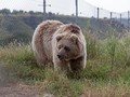  A bear with thick, shaggy fur stands in tall grass, near a chain-link fence.
