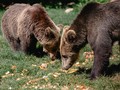 Two brown bears with thick fur foraging on green grass, surrounded by scattered bread pieces.