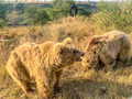 Two brown bears roam in a sunny, grassy field with shrubs and trees. One bear looks alert and vocal, while the other grazes.