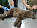 A tranquilized bear cub lies on a metal table while two people in green shirts and blue gloves examine it. 
