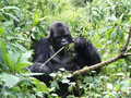 A gorilla in a lush forest, actively eating leaves while sitting among the greenery.