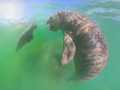A manatee and its calf swim gracefully together in the clear turquoise waters.